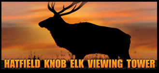 Tennessee ElkThe Chattanoogan: 10 Years Of Elk Viewing Experiences